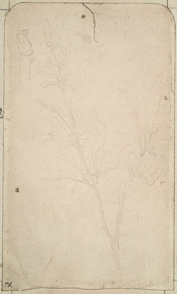 Study of Foliage