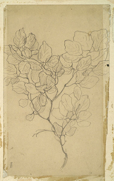 Study of Foliage, Possibly a Study for 'Cymon and Iphigenia'