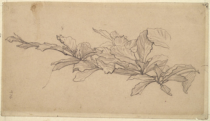 Study of Foliage, Possibly a Study for 'Cymon and Iphigenia'