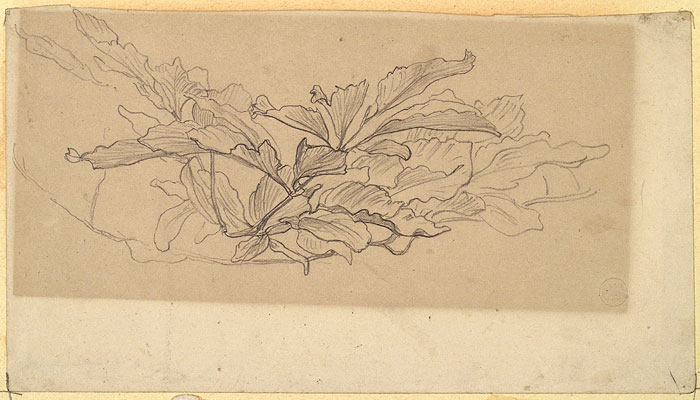 Study of Foliage, Possibly a Study for 'Cymon and Iphigenia'