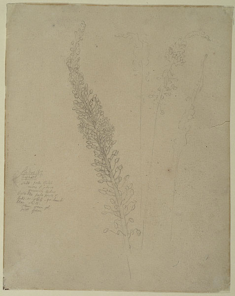 Study of Asphodel Buds and Flowers