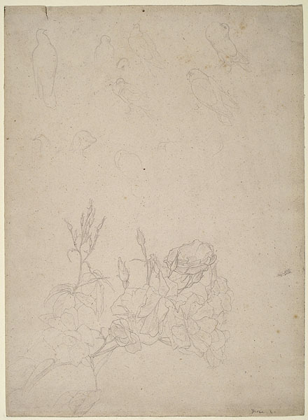 Studies of Doves and a Rose Bush