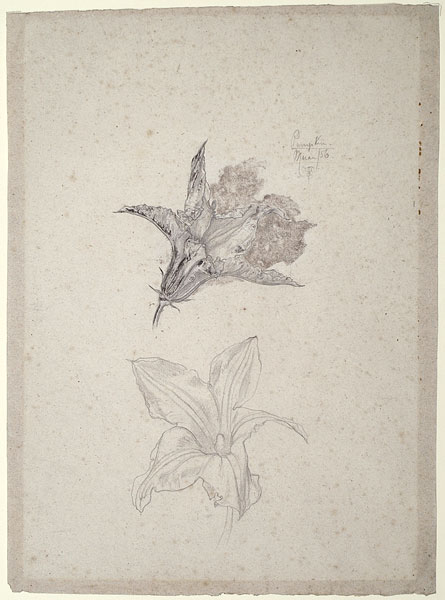 Studies of Pumpkin Flowers