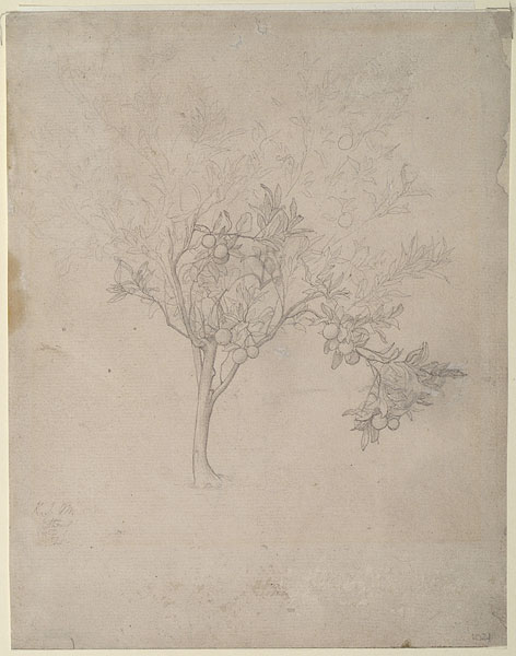 Study of an Orange Tree