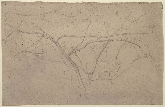 Study of a Fig Tree