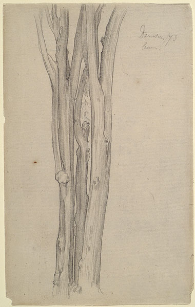 Study of the Trunk of a Lemon Tree