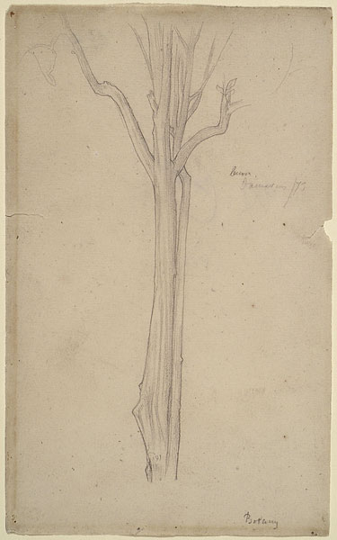 Study of the Trunk of a Lemon Tree