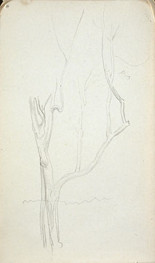 Study of a Tree