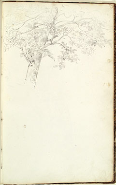 Study of a Tree
