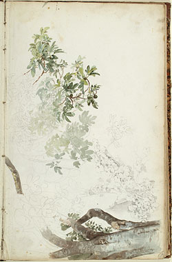 Study of the Trunk and Branches of a Tree