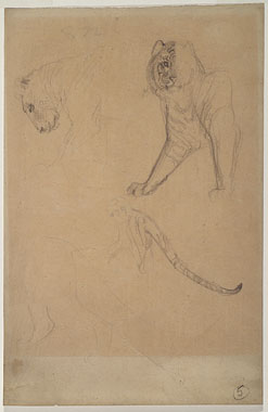 Studies for 'The Syracusan Bride': Lion, Tiger