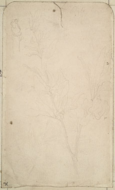 Study of Foliage