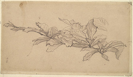 Study of Foliage, Possibly a Study for 'Cymon and Iphigenia'