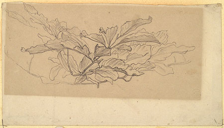 Study of Foliage, Possibly a Study for 'Cymon and Iphigenia'