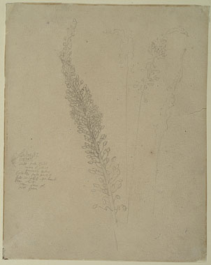 Study of Asphodel Buds and Flowers
