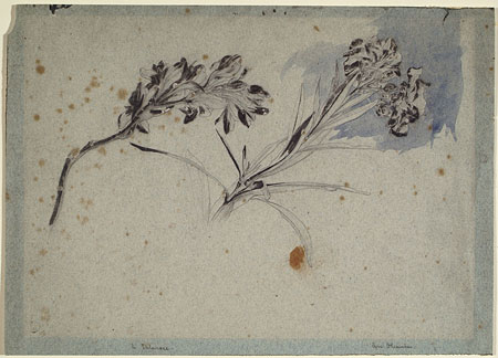 Study of an Oleander and a Tuberose