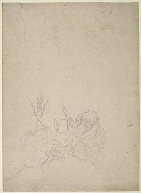 Studies of Doves and a Rose Bush