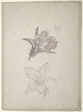 Studies of Pumpkin Flowers