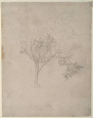 Study of an Orange Tree