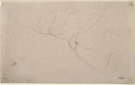 Study of a Branch of a Fig Tree