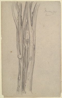Study of the Trunk of a Lemon Tree