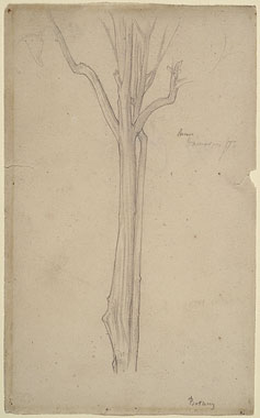 Study of the Trunk of a Lemon Tree