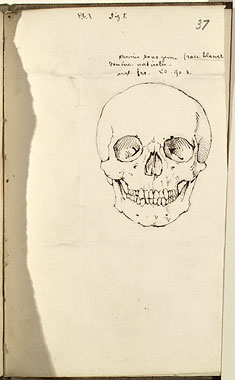 Study of a Human Skull