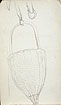 View details of Study of a Basket