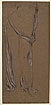 View details of Drapery for Phryne