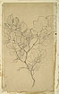 View details of Study of Foliage, Possibly a Study for 'Cymon and Iphigenia'