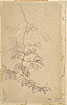 Study of Foliage, Possibly a Study for 'Cymon and Iphigenia'