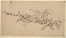 View details of Study of Foliage, Possibly a Study for 'Cymon and Iphigenia'