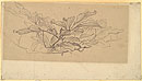 Study of Foliage, Possibly a Study for 'Cymon and Iphigenia'