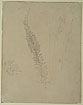 Study of Asphodel Buds and Flowers