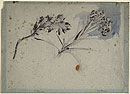 Study of an Oleander and a Tuberose