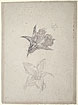 Studies of Pumpkin Flowers