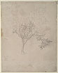 Study of an Orange Tree