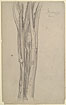 Study of the Trunk of a Lemon Tree