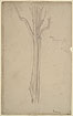 Study of the Trunk of a Lemon Tree