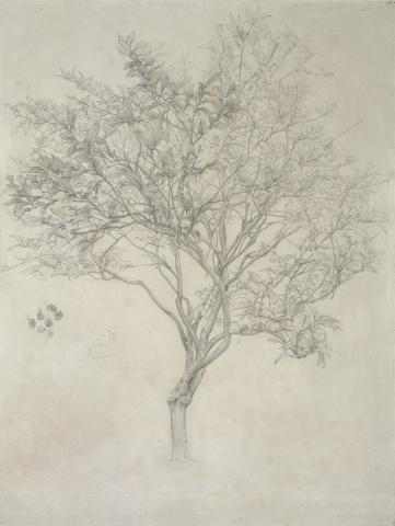 Frederic Leighton (1830-1896), Study of a Lemon Tree, Capri, 1859. Private Collection