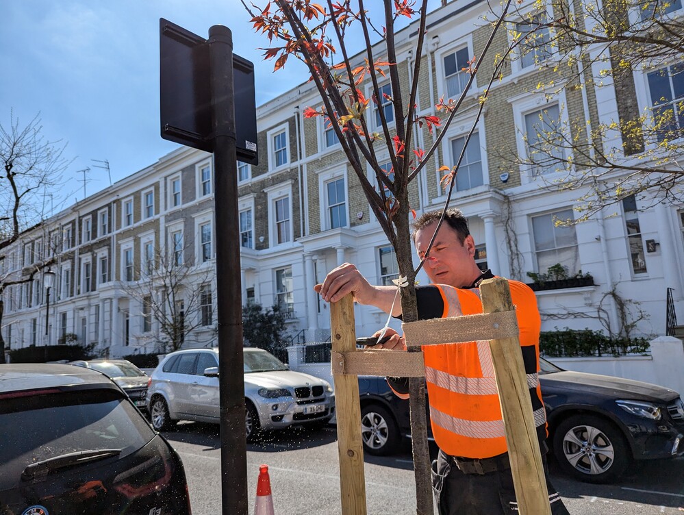 A man in orange high vis planting a tree in a Kensington Street