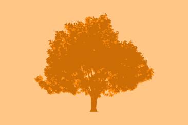 A silhouette of a tree