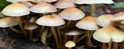Cluster of light brown mushrooms growing on a decaying log in a woodland setting