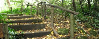 Forest Path