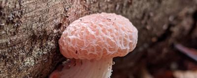 Fungus
