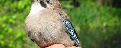 Hand holding a bird with brown feathers, a black streak near the eye, and bright blue patterned wing feathers, against a blurred green background of foliage