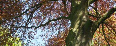 Looking up into tree branches