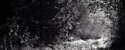 Forest in the dark