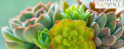 Close-up of green succulents with the Growing Space logo in the top right corner