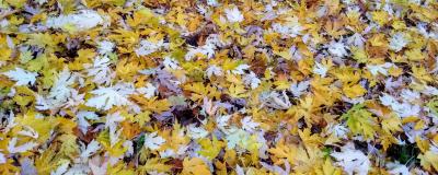 Ground covered with a dense layer of autumn leaves in shades of yellow, gold, and pale cream.